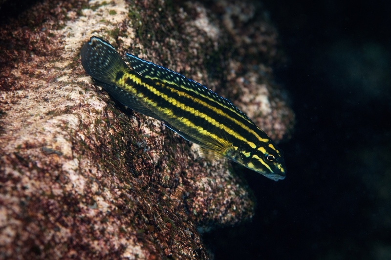 Julidochromis cf. regani 'Cape Caramba'